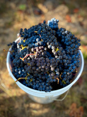 2024 PINOT NOIR BLEND No. 14