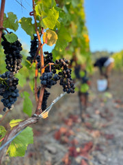 2024 PINOT NOIR BLEND No. 13